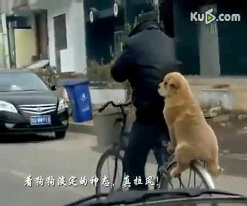 Un Chien réellement sur un vélo