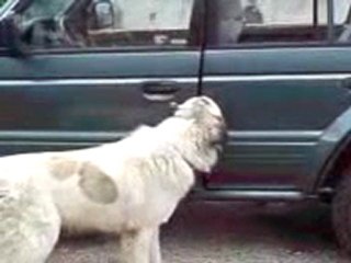 Le chien voleur de voiture