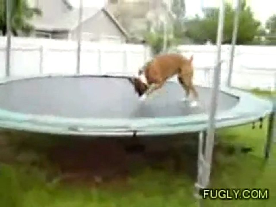 Chien trampoline saut super haut !