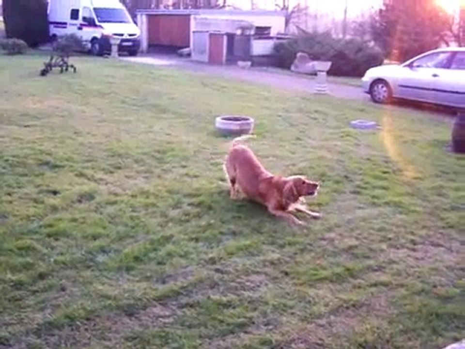 Chien qui pete un plomb gardien