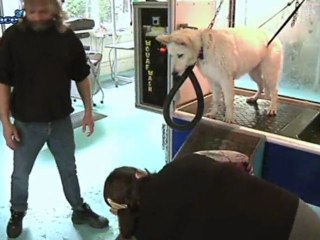 Animaux de compagnie... oui mais à quel prix? (Alsace)