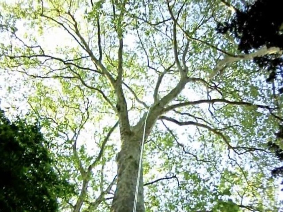 Caméra dans un Platane de plus ou moins 30m de...