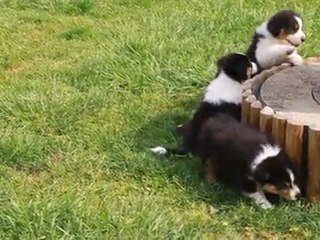 bébés Balzane 7 semaines