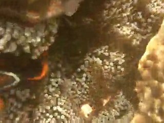 Clown Fish in Apo Island - Philippines