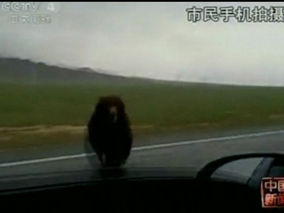 Brown bear charges car