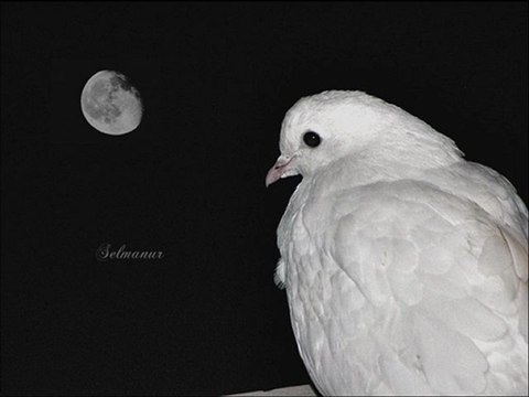 sevda sevda üstüne/ilhan yazıcı