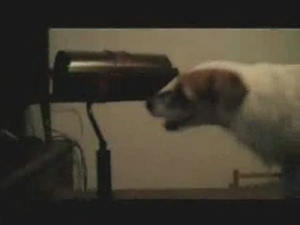 Gran_Ayuda_Canina
