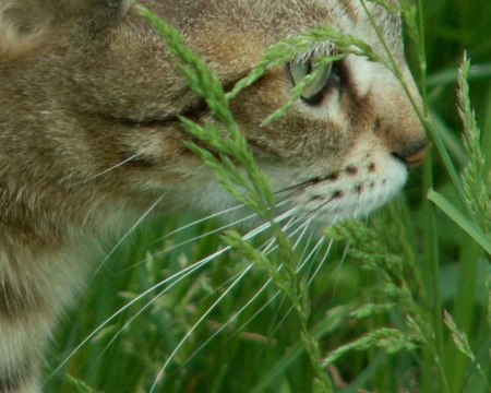 [Musiques en 30 minutes] Musique pour félin pour l'autre - Laurent Méliz