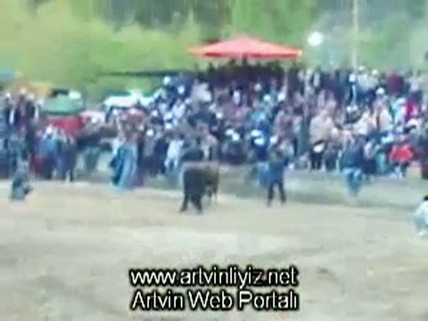 Yusufeli Derekapı Boğa Güreşleri 2011- artvinliyiz.net