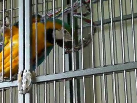 Lola, mon ara ararauna s'amuse avec ses anneaux
