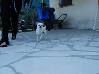 SING FOR YOU DI SAN GIMIGNANO - 7 months - Training