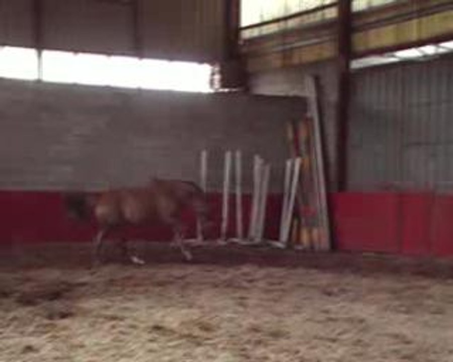 mon loulou qui galope