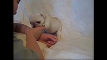 Como Educar  un Cachorro de 2 meses