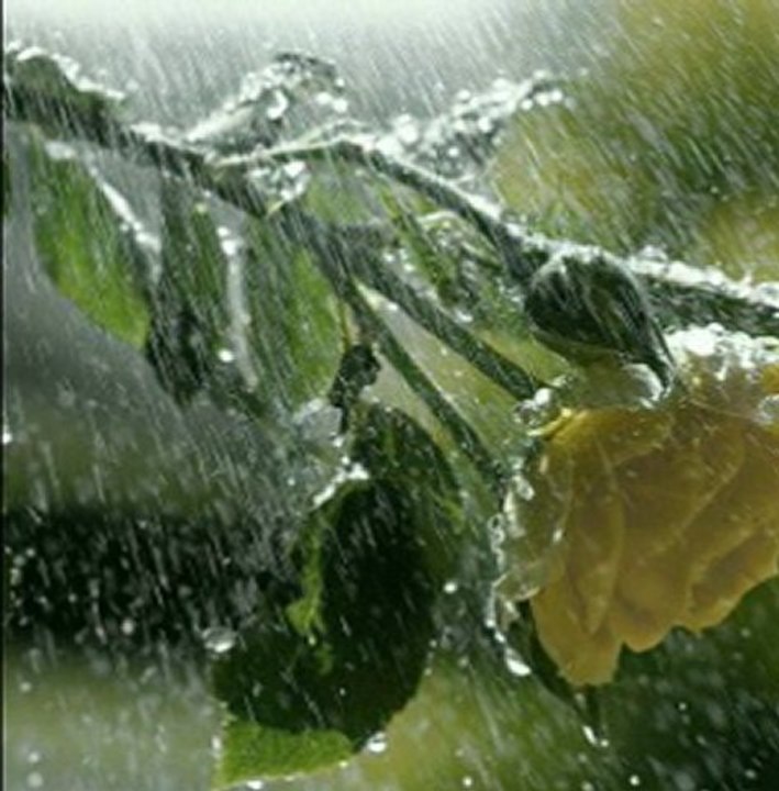 Mehmet Emin Ay-Yağmur