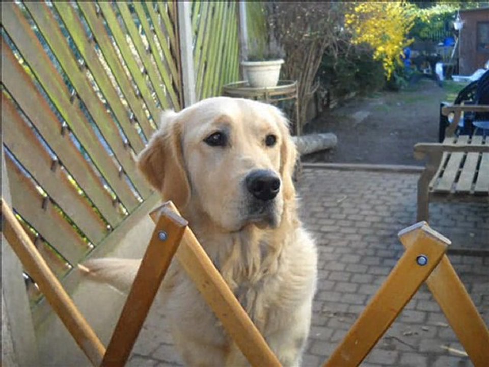 une chienne pas comme les autres