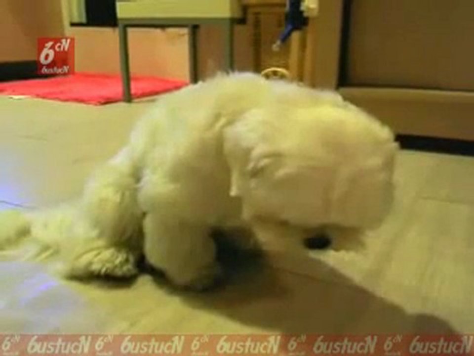 Uykusuz nöbetçi süper xDxD