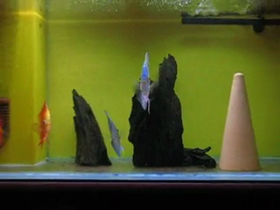 Karma tank