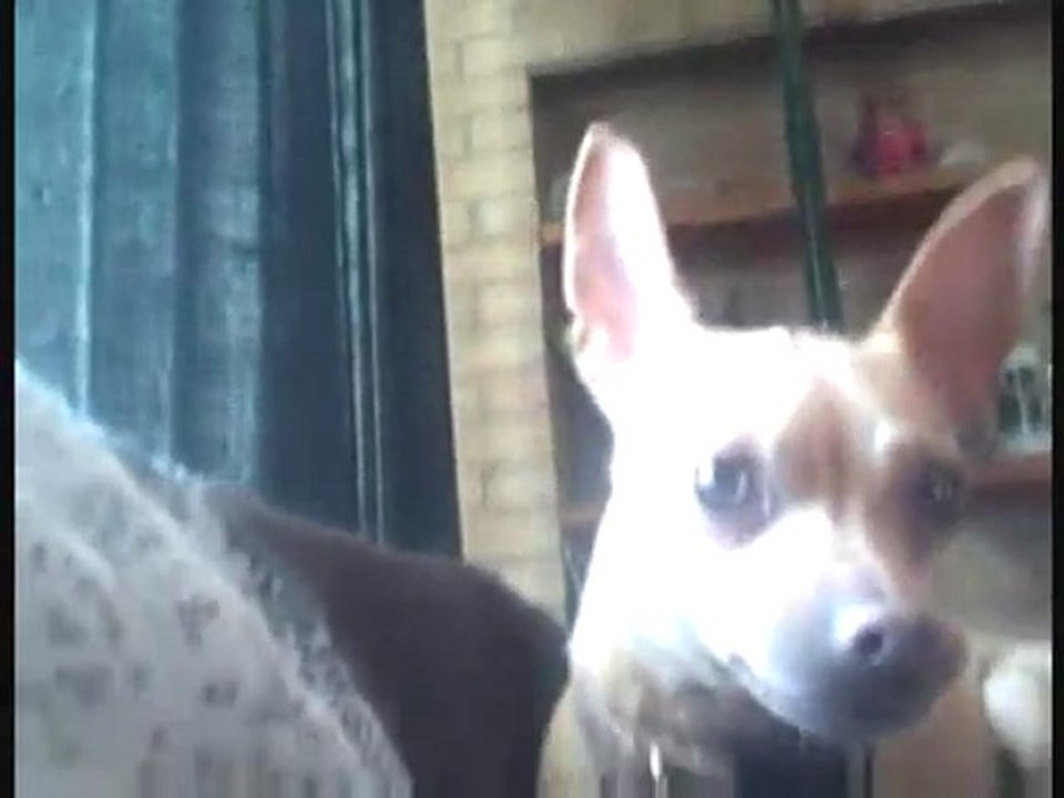 Film Reviews of 2008: Part 4 (Presented by Shiloh and Dulce)