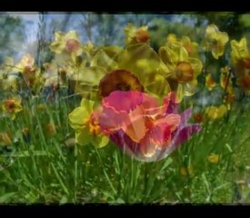 ANYÁK NAPI DALOK ( ANYÁK NAPJA TISZTELETÉRE )