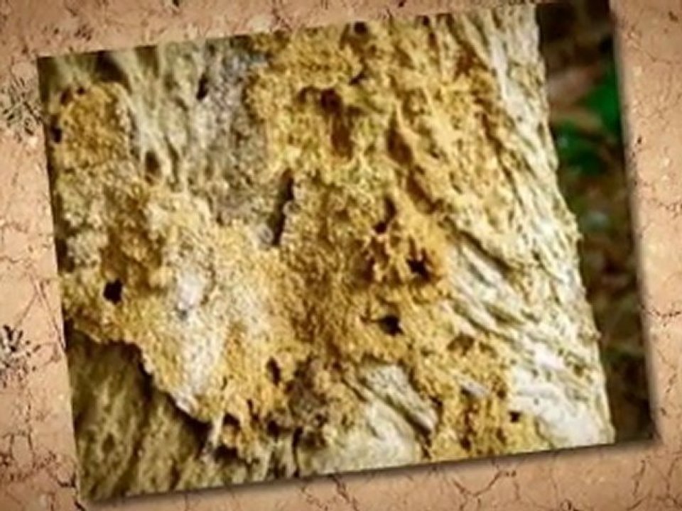 Roswell Pest Control