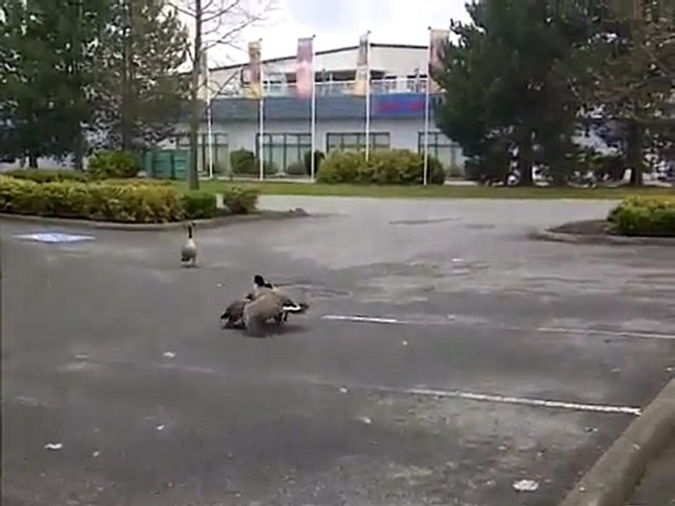 Combat d'oies