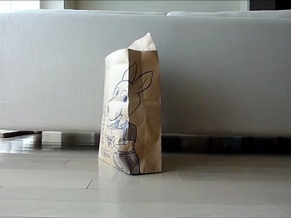 Un chat joue à coucou caché