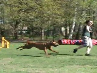 "Zuikelio taurė" - RaimondaxDonas 1