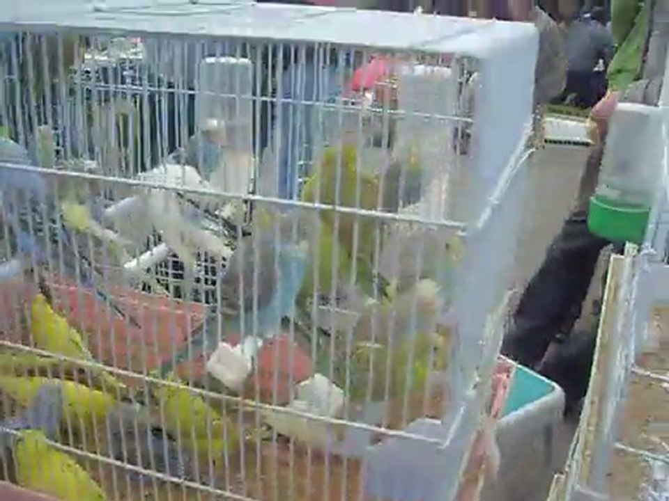 izmir kuşpazarı 01.05.2011