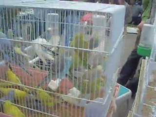 izmir kuşpazarı 01.05.2011