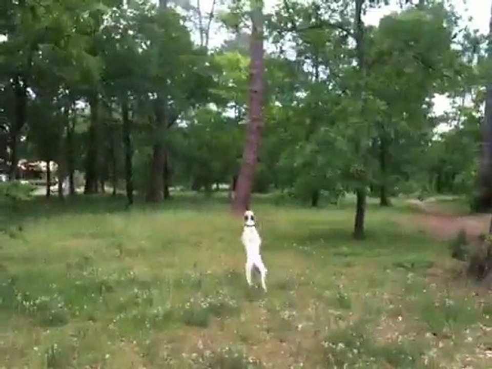 Frisbee