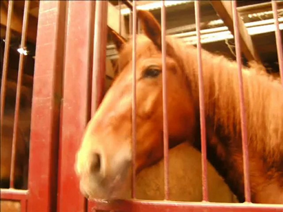 Le bétisier des ecurie de la foret
