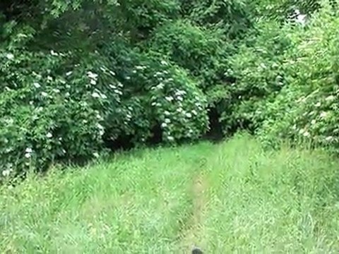 chants d'oiseaux à la Castille (Var)