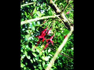 Morgan Evans Naturally