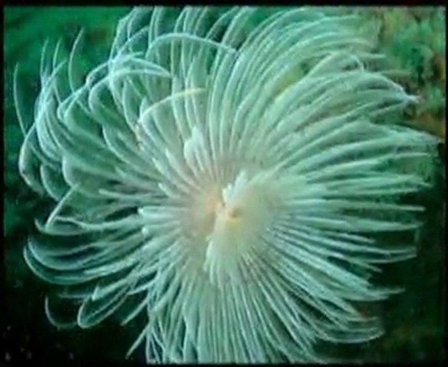 Plongée Au bord de la terre_Ria Etel_Bretagne