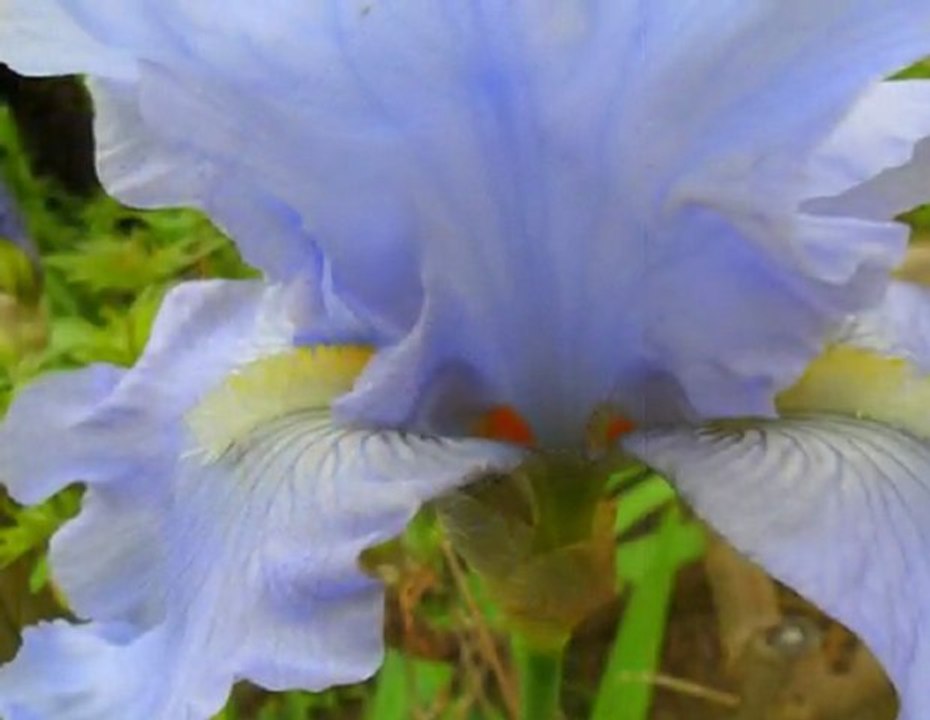 Iris en fleur