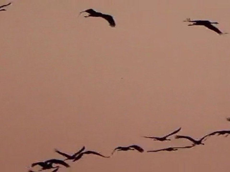 grues dans le soleil couchant