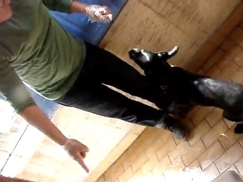 apaş eğitim video kurzhaar erol sarı