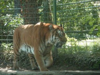 montage photos zoo de royan