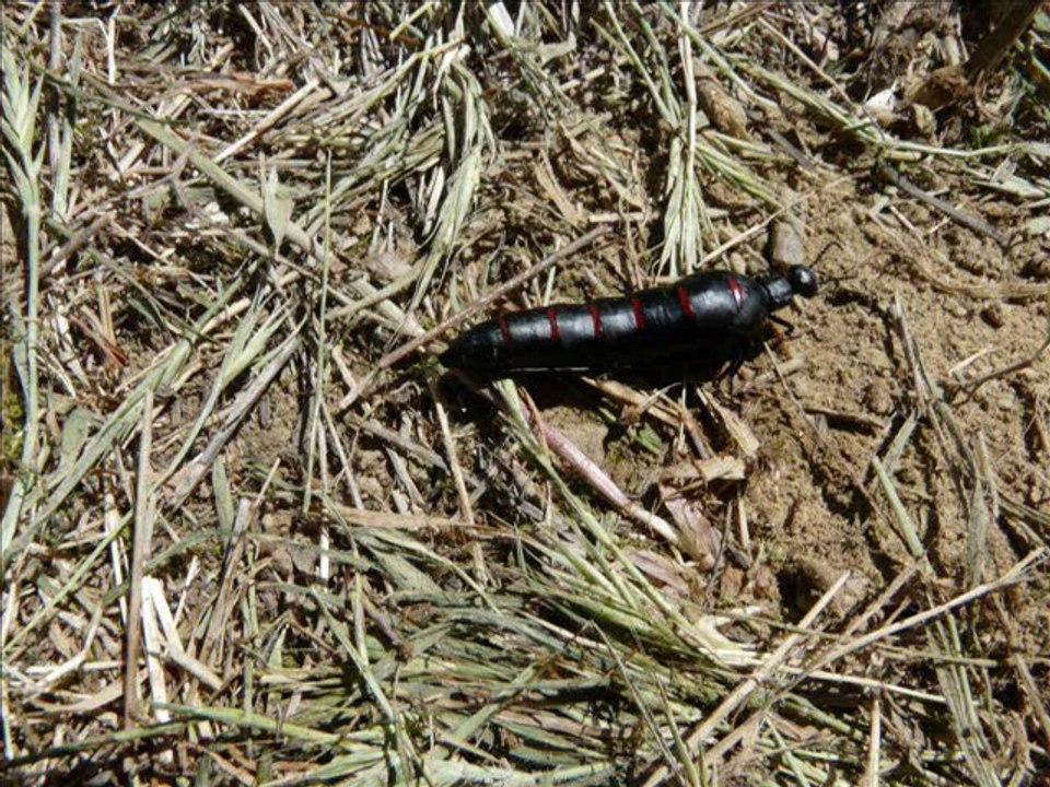 DIAPO Orellana 2011