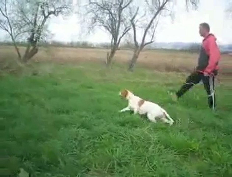 av köpeği eğitim,ferma eğitimi,pointer ferma