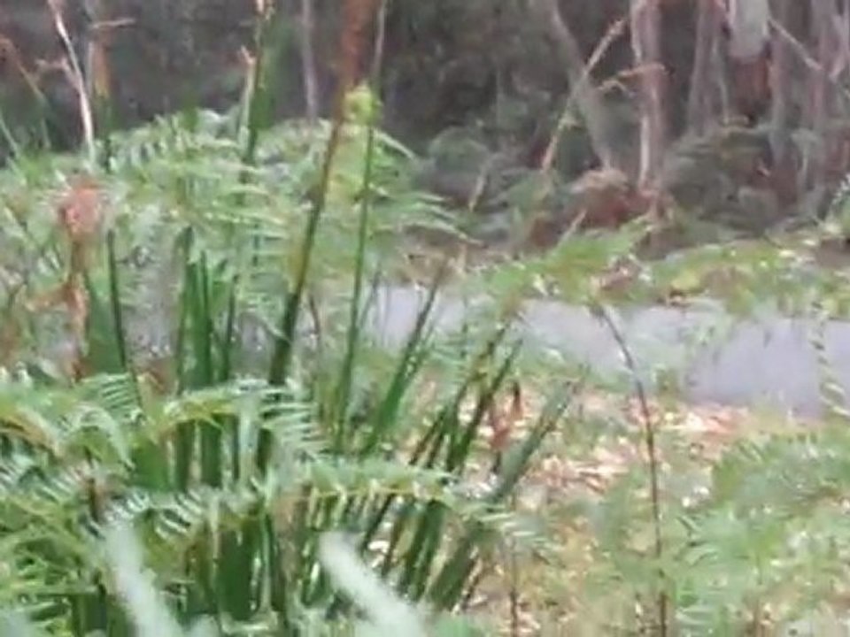 Car Rallying - Targa Tasmania