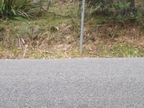 Fast Torana Green Car - Targa Tasmania