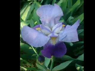 BİR SEVMEK BİN DEFA ÖLMEK DEMEKMİŞ_ZEKAİ ALTINTAŞ