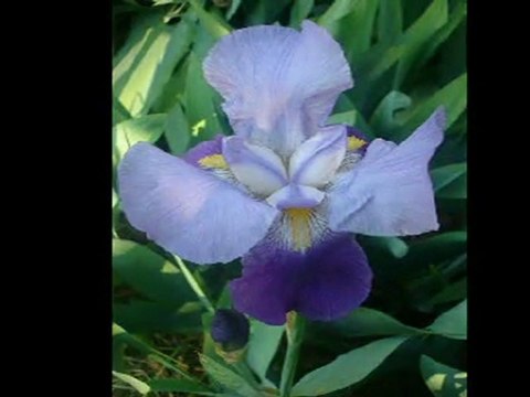 BİR SEVMEK BİN DEFA ÖLMEK DEMEKMİŞ_ZEKAİ ALTINTAŞ