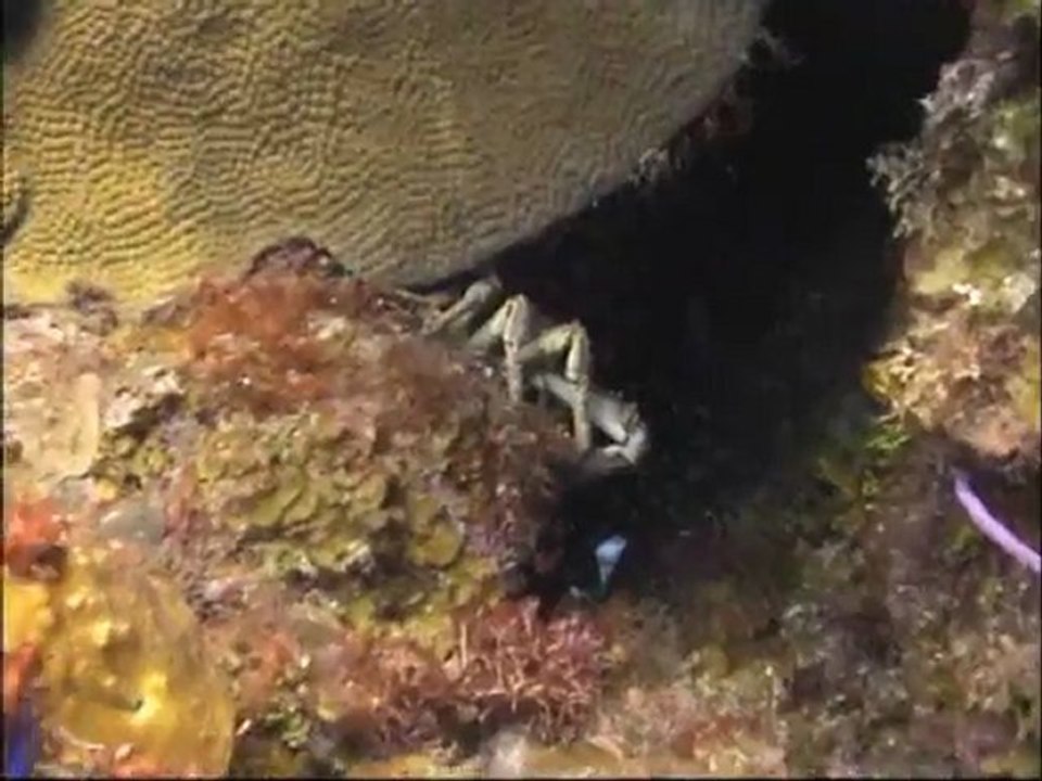Diving in Cozumel