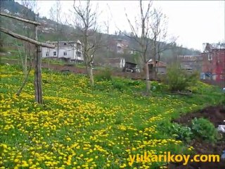 Yukarıköy' de Baharda Açan Sarı Çiçekler