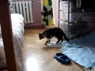 Un micio assonnato non deve mai saltare