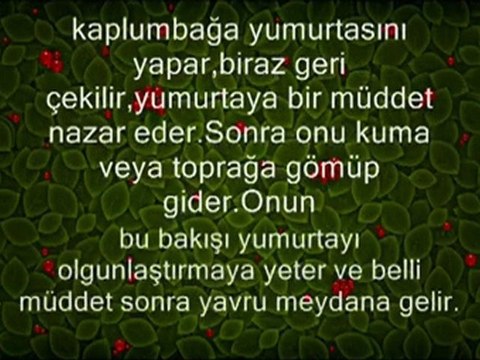 Gavs-i Sani Sultanım Seyyid Abdülbaki Hz. lerinden Nasihatlar