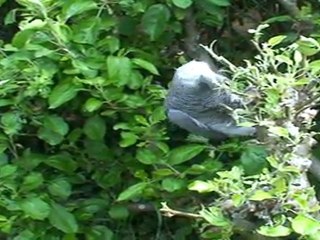 Kiwi au jardin en avril 2011