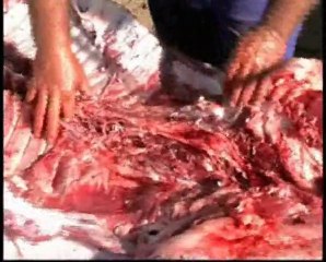 Matanza tradicional 2004 (I)